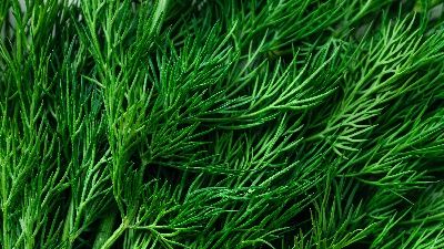 Dereotunun bilinmeyen 10 faydası!