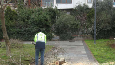 Üsküdar'daki ağaç katliamında 11 şüpheliye dava!