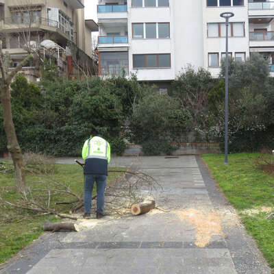 Üsküdar'daki ağaç katliamında 11 şüpheliye dava!