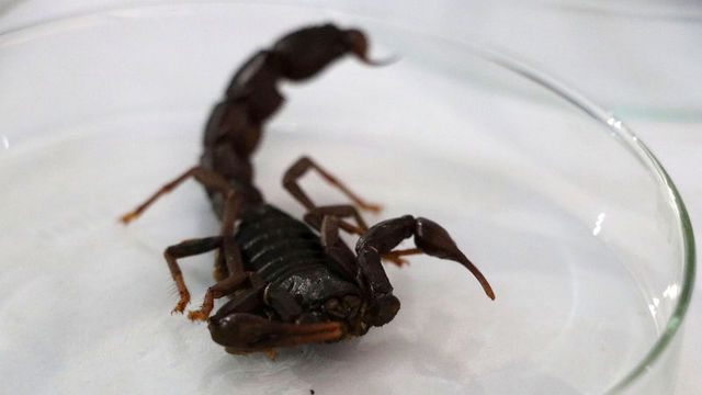 Türkiye'ye özgü olduğu anlaşıldı