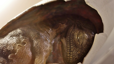 66 milyon yıllık yumurtada bulundu! Çok iyi korunmuş