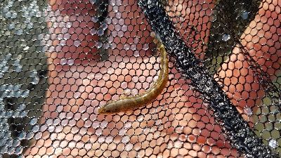 Neslinin tükendiğine inanılıyordu! Batman'da görüntülendi