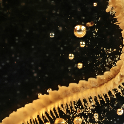 Sahilde şans eseri bulundu... Otomobil büyüklüğünde!