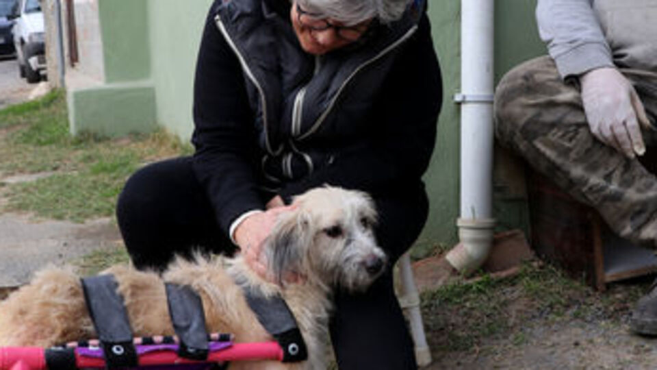 Adını Şans koydukları engelli köpeğe çocuğu gibi bakıyorlar
