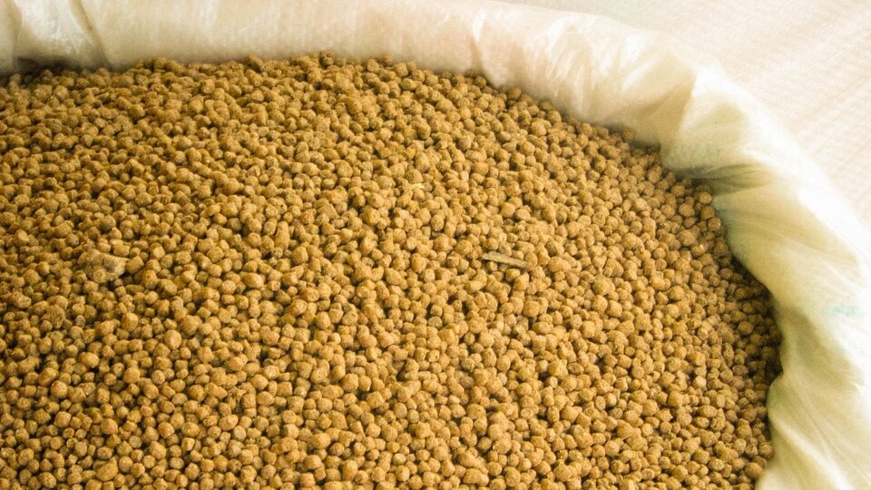 Yem fiyatlarında düşüş bekleniyor