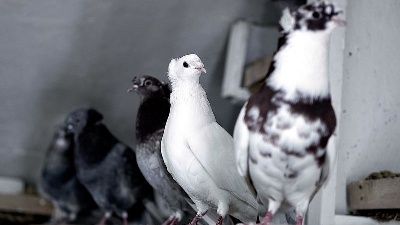 'Türk fısıldayıcısı'yla kenti tanıtacaklar!