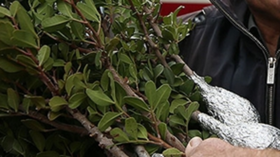 Damla sakızının merkezi olacak