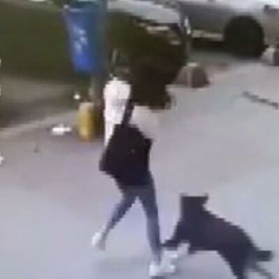 O anlar kamerada! Kedi, köpeği kovalayınca!