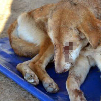 İki gözünü dağladılar