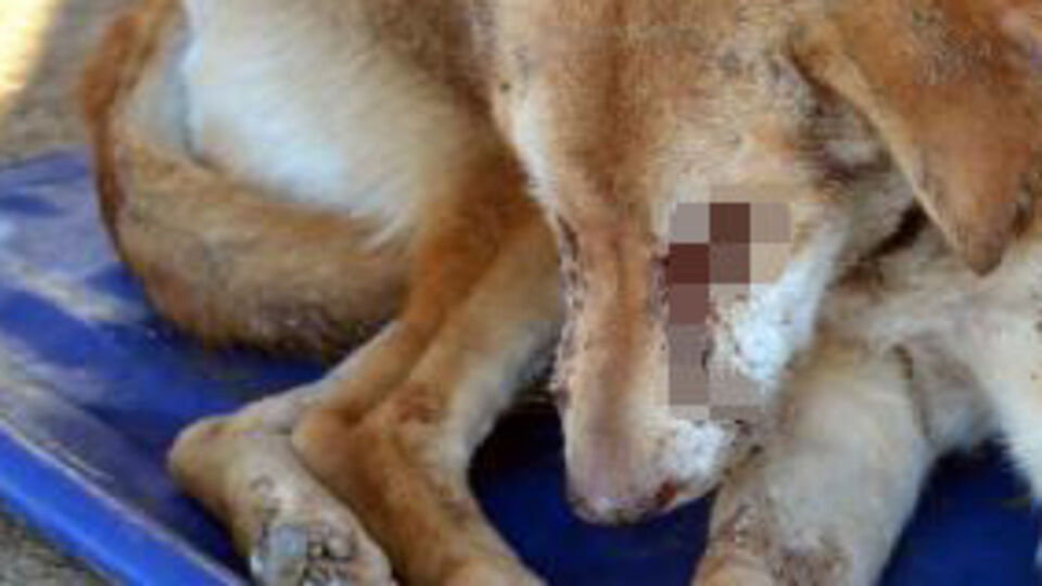 İki gözünü dağladılar