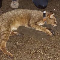 İzlenmeye başlandı... Türkiye'de ilk