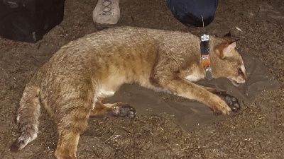 İzlenmeye başlandı... Türkiye'de ilk