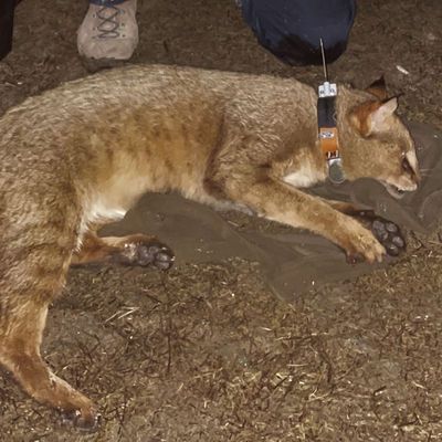 İzlenmeye başlandı... Türkiye'de ilk