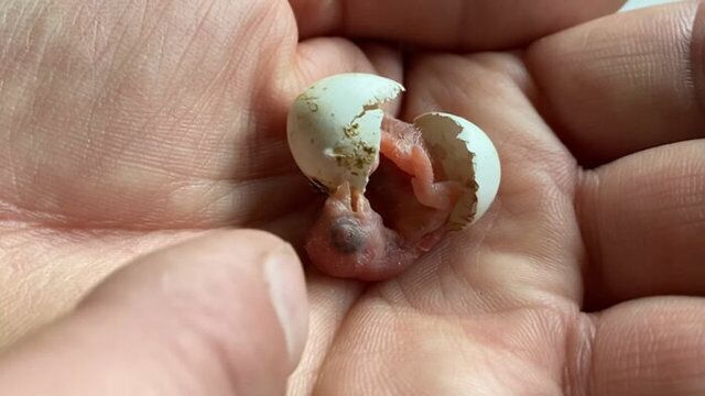 Kuluçka makinesinde çatladı! İşte büyüme anları