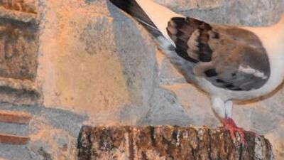 Kafeteryanın 2 yıllık misafiri Guguk!