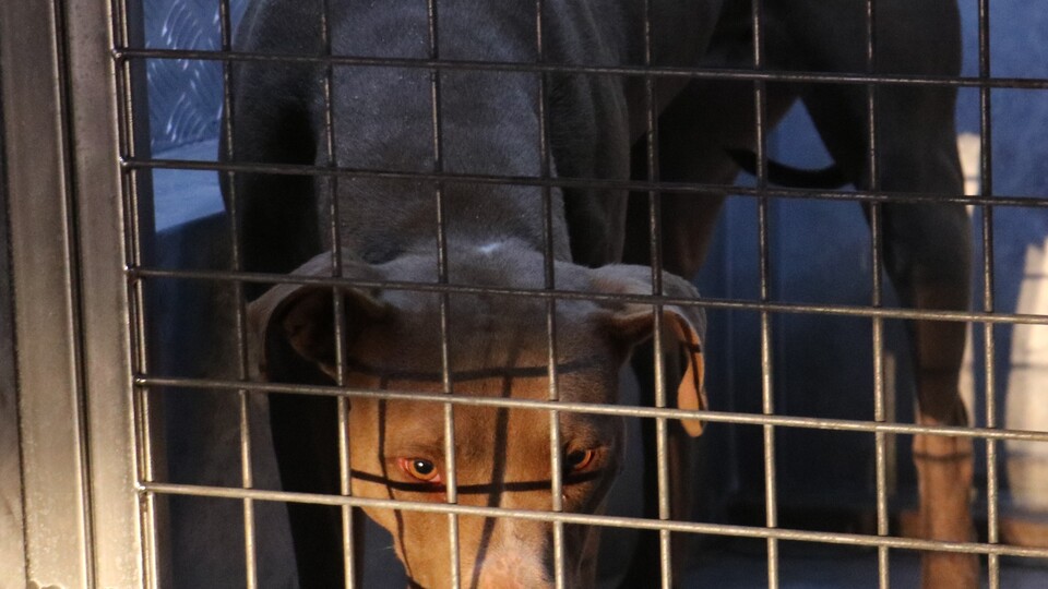 Bakanlıktan sahipsiz hayvanlarla ilgili genelge