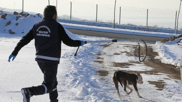 Pitbull köpeği sokağa terk edildi! Belediye harekete geçti