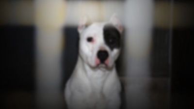 Yargıtay'dan 'tasmasız Pitbull'un sahibine: En ağır cezayı gerektirir