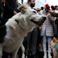 Hayvanseverlerden sokak hayvanlarının toplatılmasına karşı protesto!