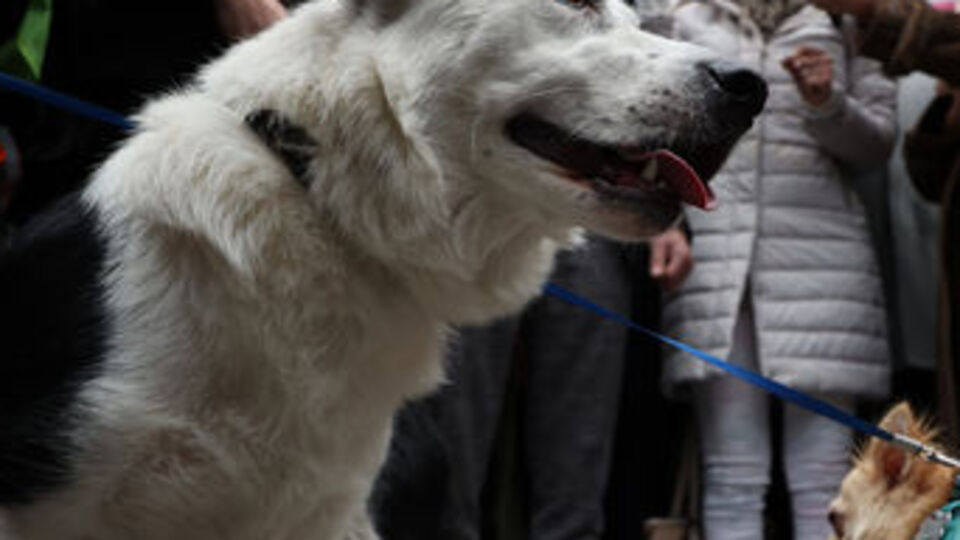 Hayvanseverlerden sokak hayvanlarının toplatılmasına karşı protesto!