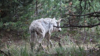 Vericiyle izlendi... 6 ayda 1600 kilometre yol gitmiş!