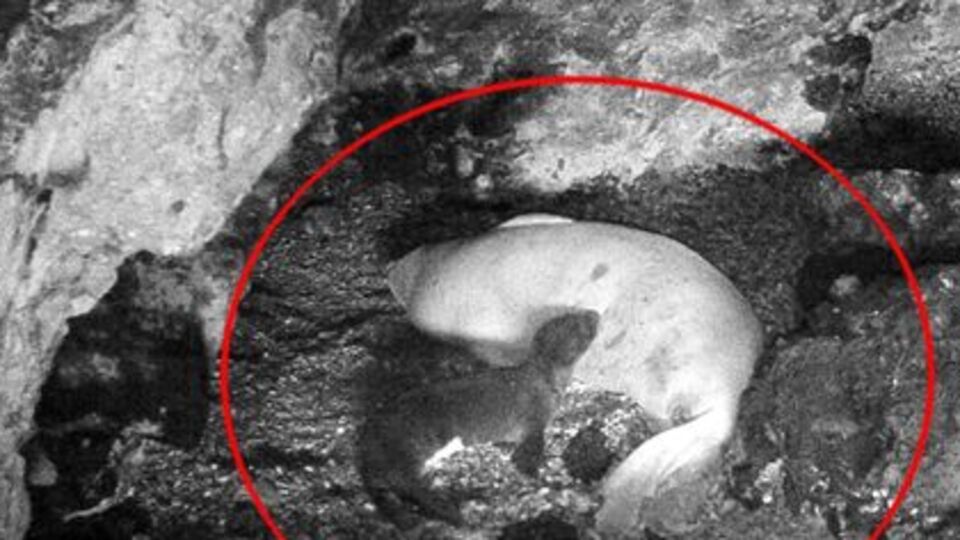 Mağarada dünyaya gelmişti... Görüntülendi!