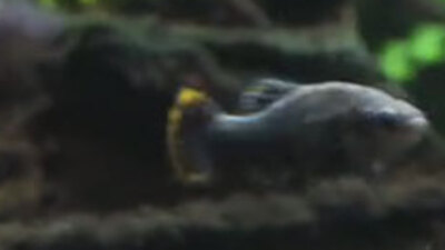 2003'ten beri kayıptı... Nehirlere geri döndü