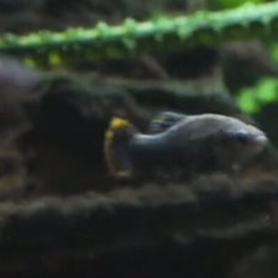 2003'ten beri kayıptı... Nehirlere geri döndü