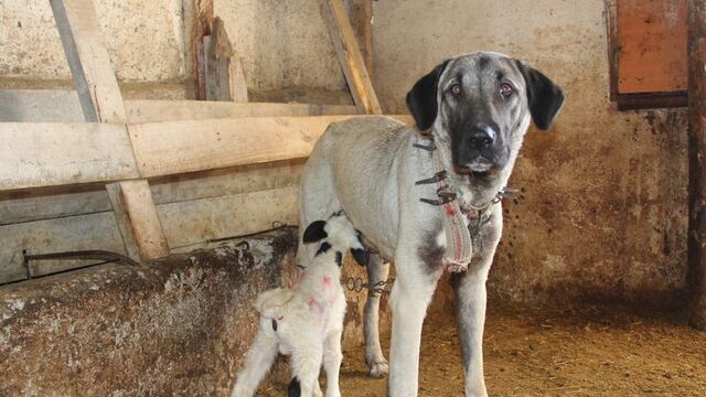 Kangal'ın annelik içgüdüsü!