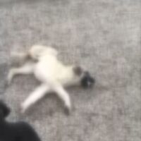 Can çekişirken bulunan 9 köpekten 4'ü kurtarılamadı