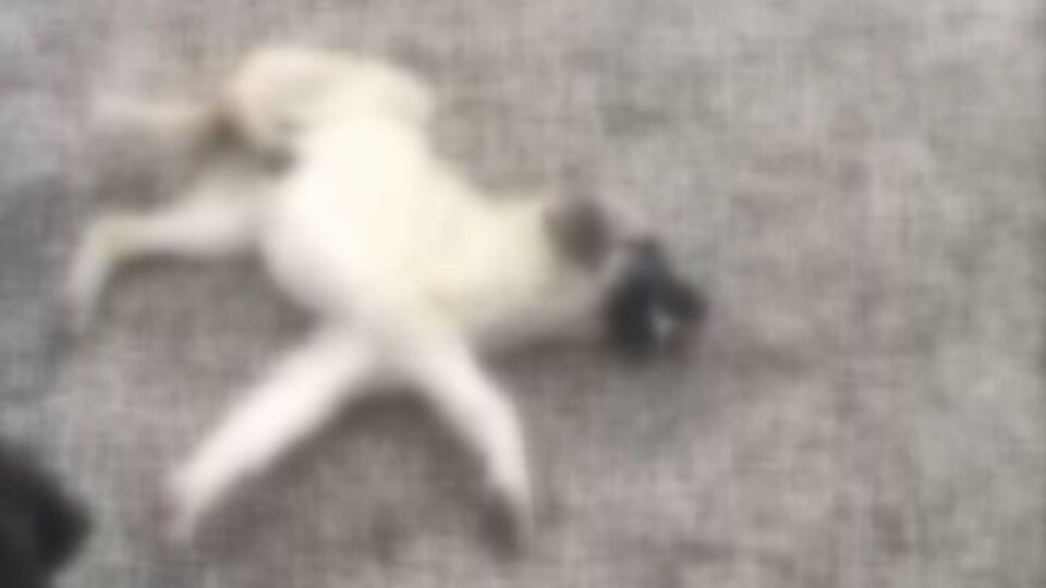 Can çekişirken bulunan 9 köpekten 4'ü kurtarılamadı