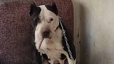 Bodrum katında bulundu, barınağa götürüldü