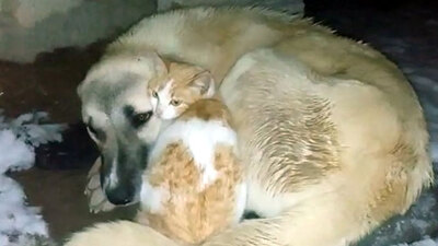 Soğuk havada köpeğin yanından ayrılmadı