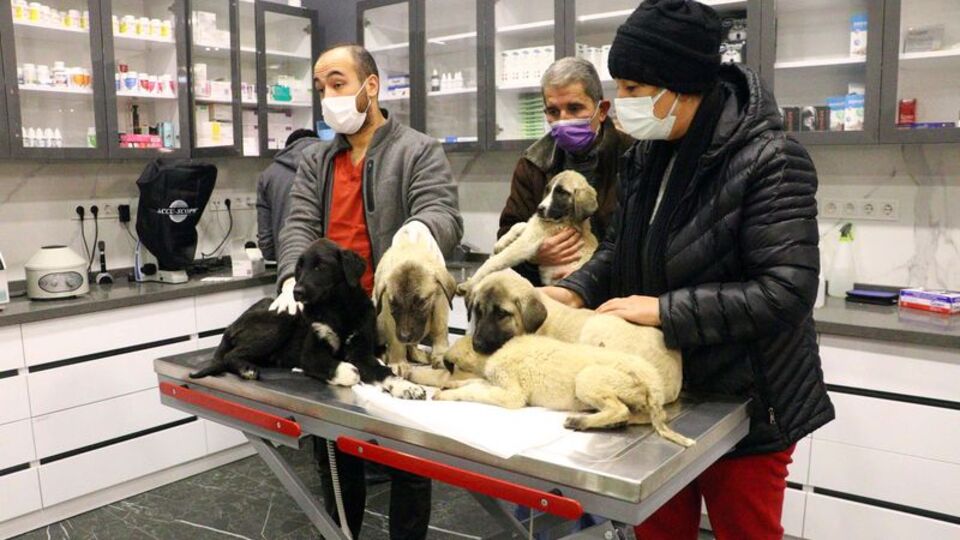 Can çekişirken bulunan köpeklerle ilgili flaş gelişme