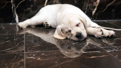 İtalya'da yılbaşı kutlamalarında yüzlerce hayvan öldü!