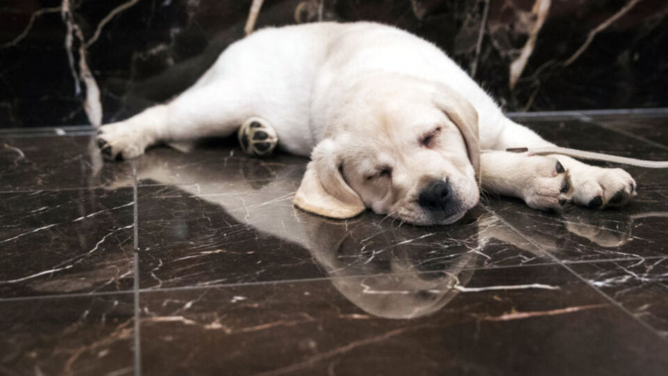 İtalya'da yılbaşı kutlamalarında yüzlerce hayvan öldü!