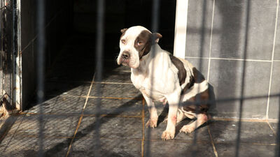 Yasaklı ırkların 5 metrekarelik dramı