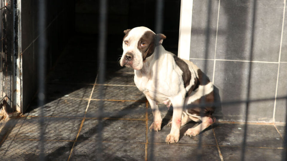 Yasaklı ırkların 5 metrekarelik dramı