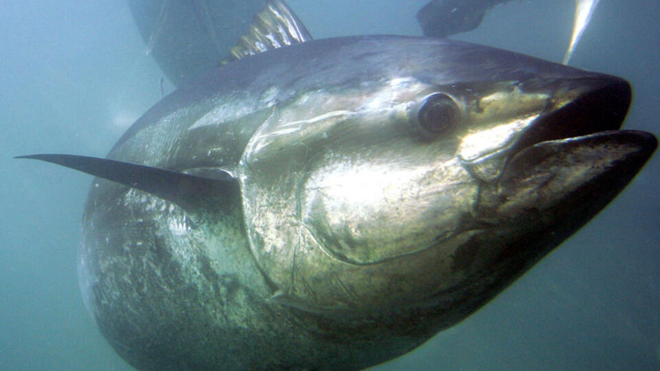 Yaklaşık 2 milyon TL'ye alıcı buldu!