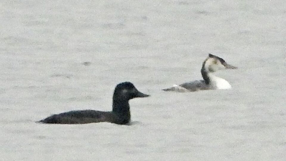 Hersek Lagünü'nde görüldü... Nadir bir tür!