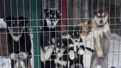 Avrupa'da sokak hayvanları