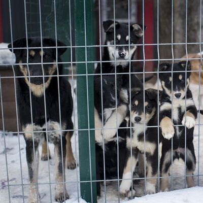 Avrupa'da sokak hayvanları