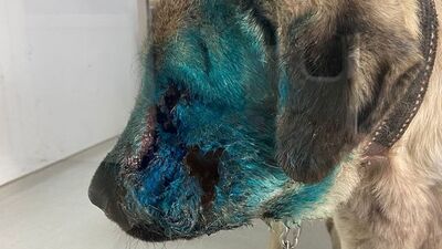 Yüzünden tam 90 adet saçma çıktı