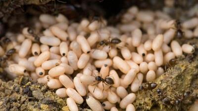 Karınca yumurtası yağı faydaları...