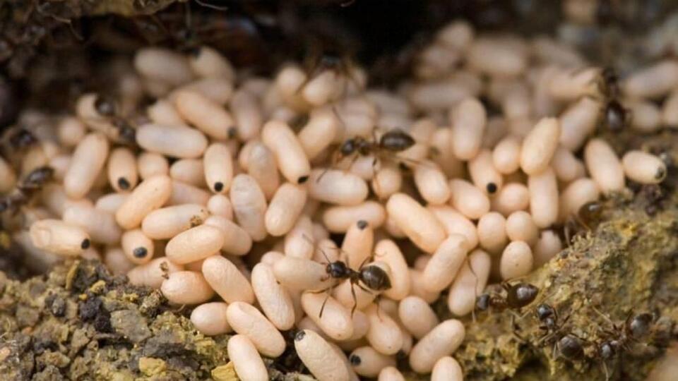 Karınca yumurtası yağı faydaları...