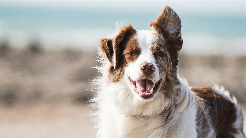 Köpekler farklı dilleri ayırt edebiliyor