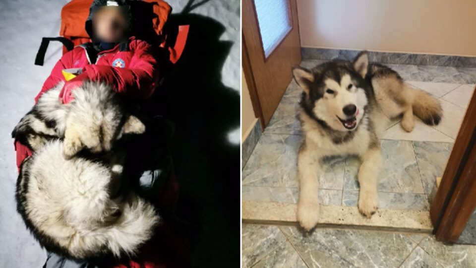 Köpeği dağcıyı böyle kurtardı! 13 saat boyunca...
