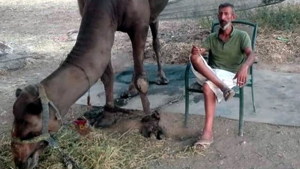 Güreşe hazırladığı deve sonu oldu