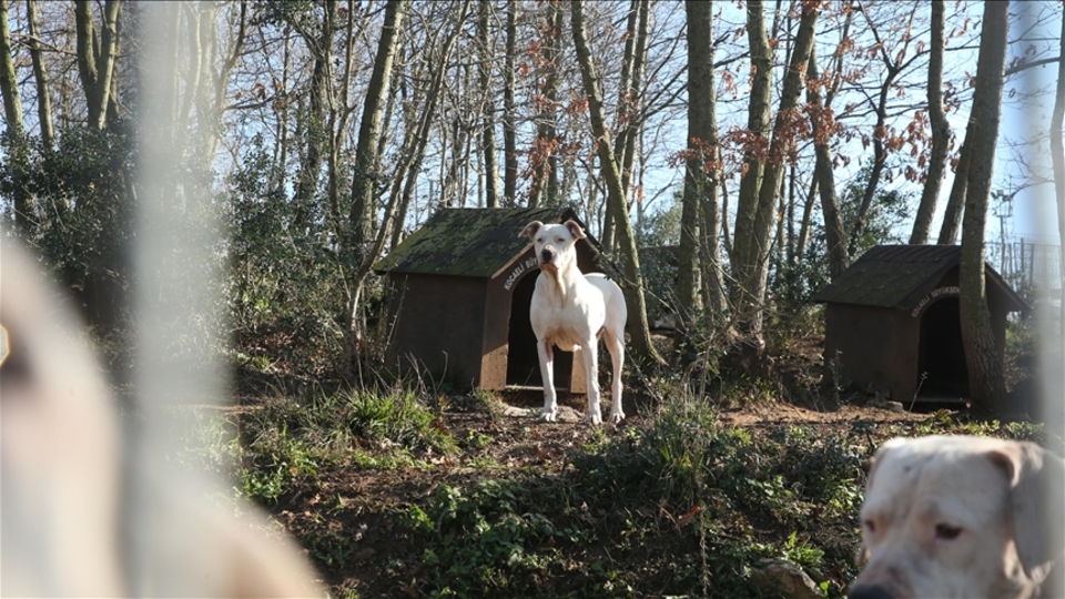 Tehlikeli tür köpeklere sıcak yuva