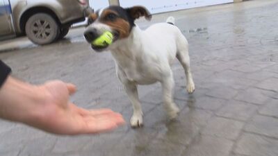 Cumhurbaşkanı Erdoğan'ın barınakta oynadığı Maylo'nun hikayesi